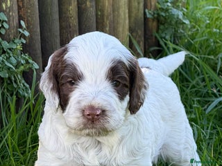 Cockapoo dogs F1 Cockapoos 5⭐️ Licensed Breeder Fully DNA Tested - Advert 15