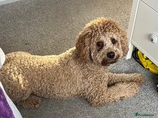 Cavapoochon dogs Benji 2 year old cavapoochon - Advert 3