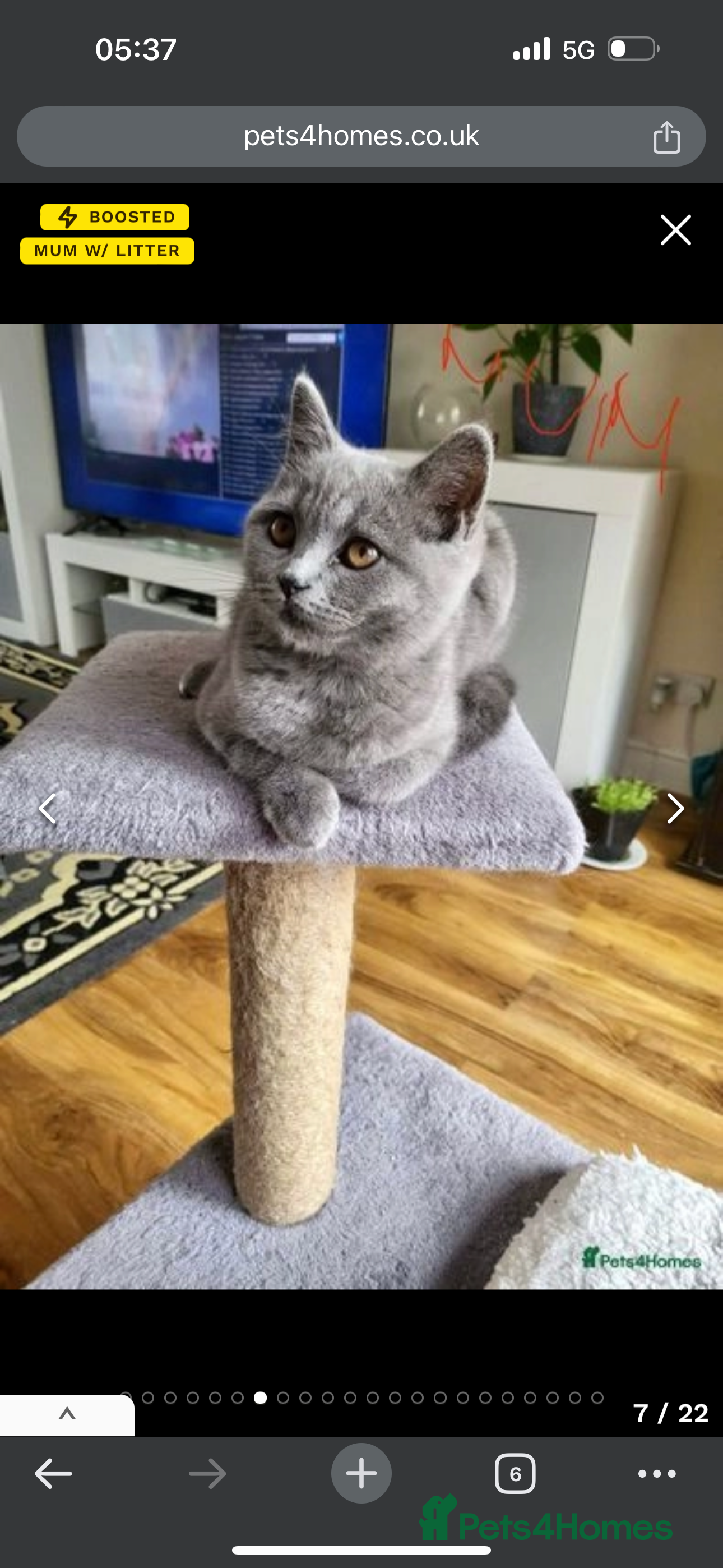 Scottish Fold cats Scottish fold - Advert 1