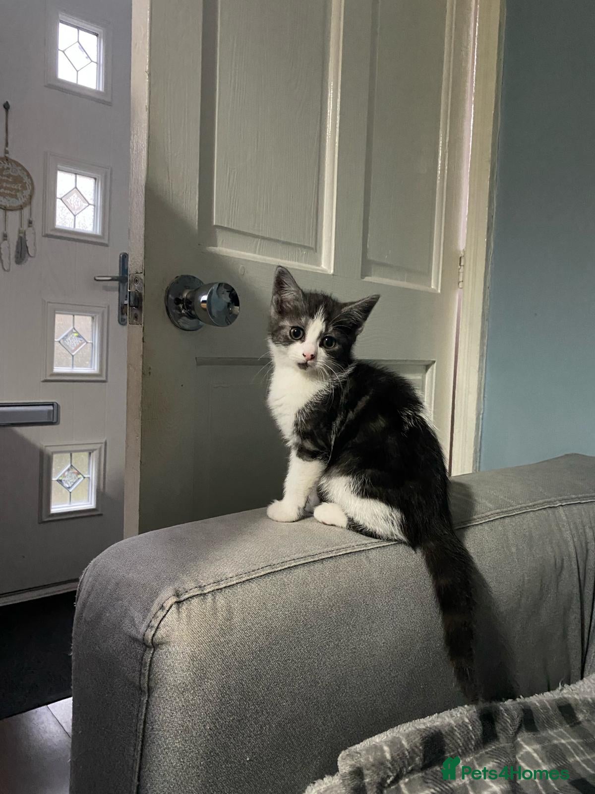 British Shorthair cats KITTENS READY FOR COLLECTION TODAY - Advert 1