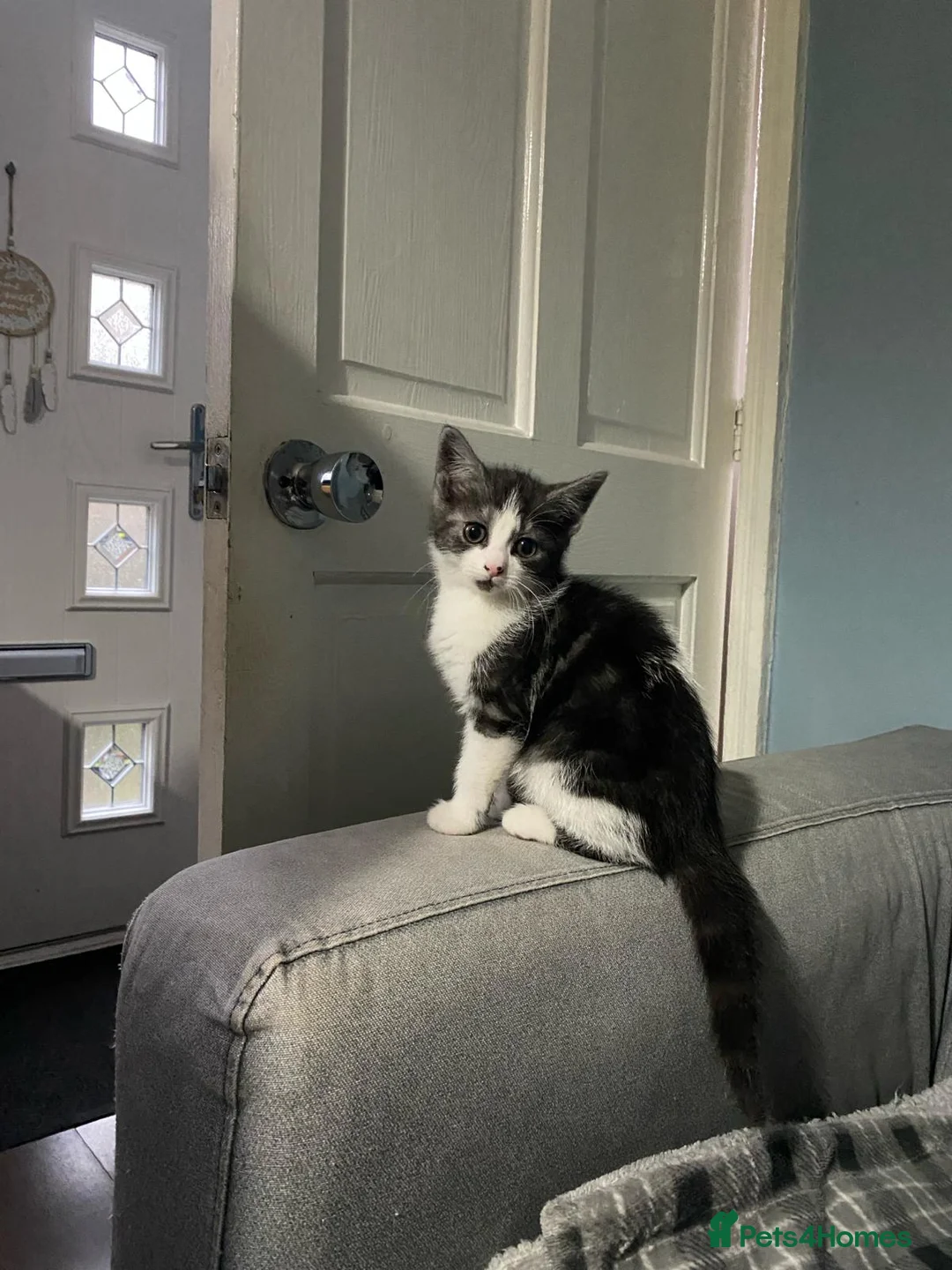 British Shorthair cats for sale: KITTENS READY FOR COLLECTION TODAY - Advert 1