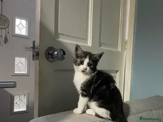 British Shorthair cats KITTENS READY FOR COLLECTION TODAY - Advert 1