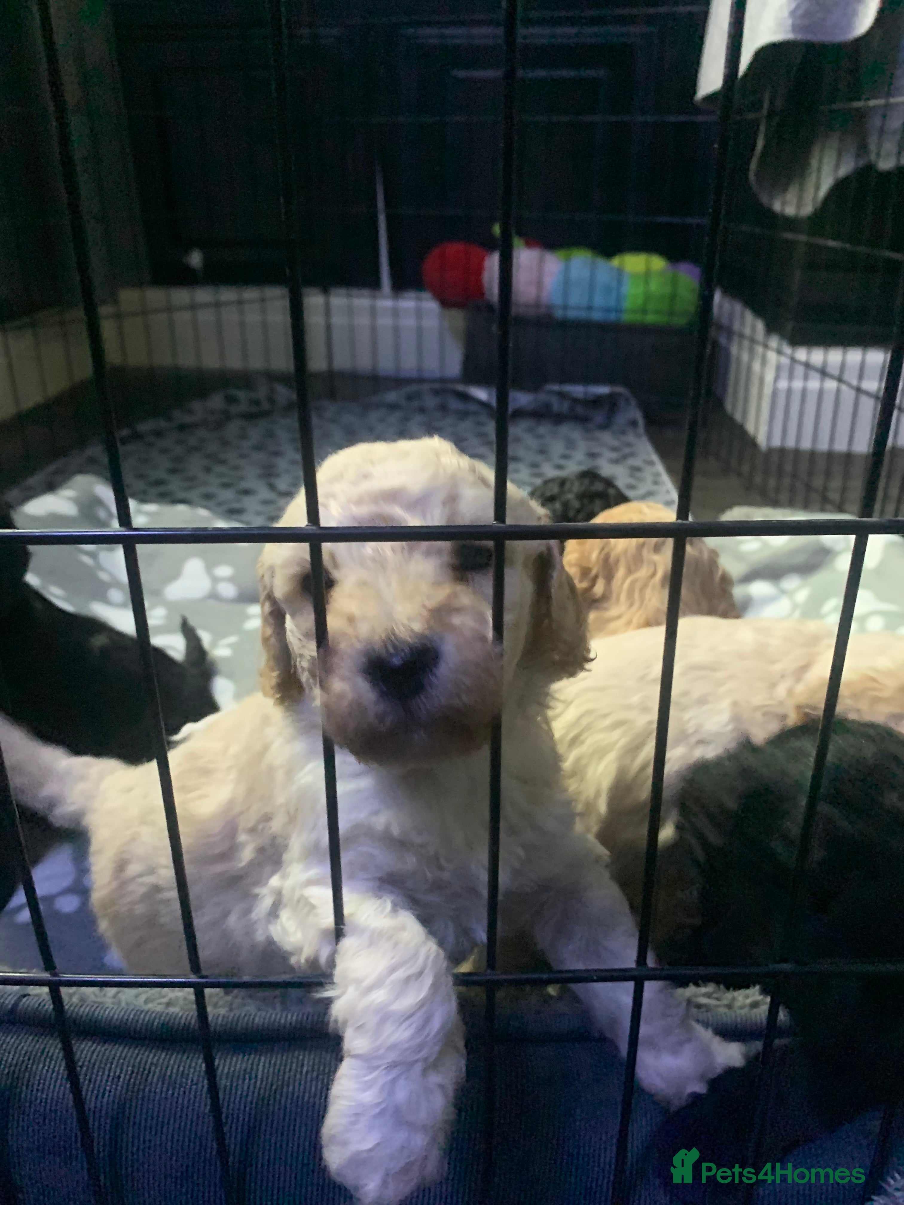 Labradoodle dogs Miniature Labradoodle  - Advert 10