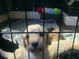 Labradoodle dogs Miniature Labradoodle - Advert 10