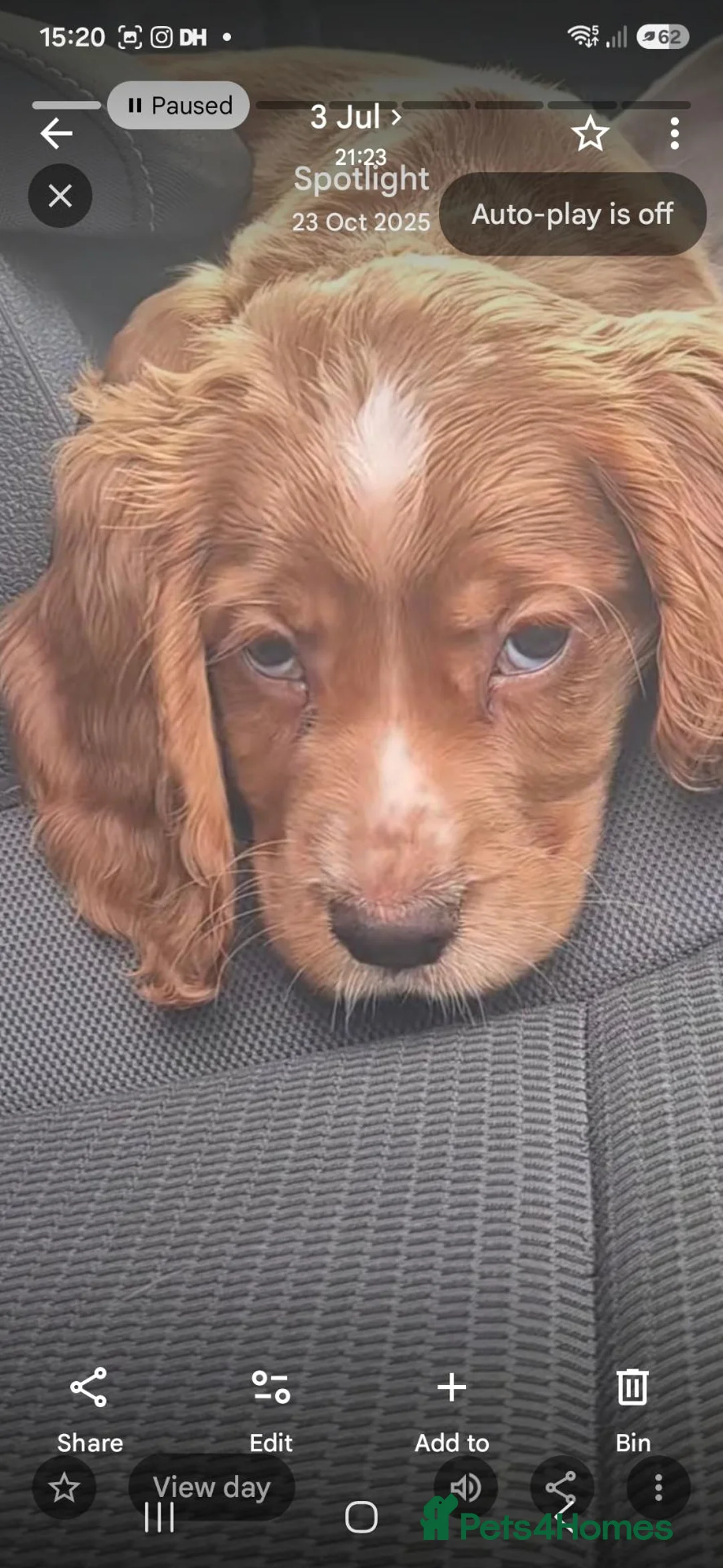Cocker Spaniel dogs for sale: Working English cocker spainiel  in Boston - Advert 2
