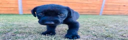 Labrador Retriever dogs for sale: KC Registered Labrador Puppies 🐾🐾🐾 - Advert 7