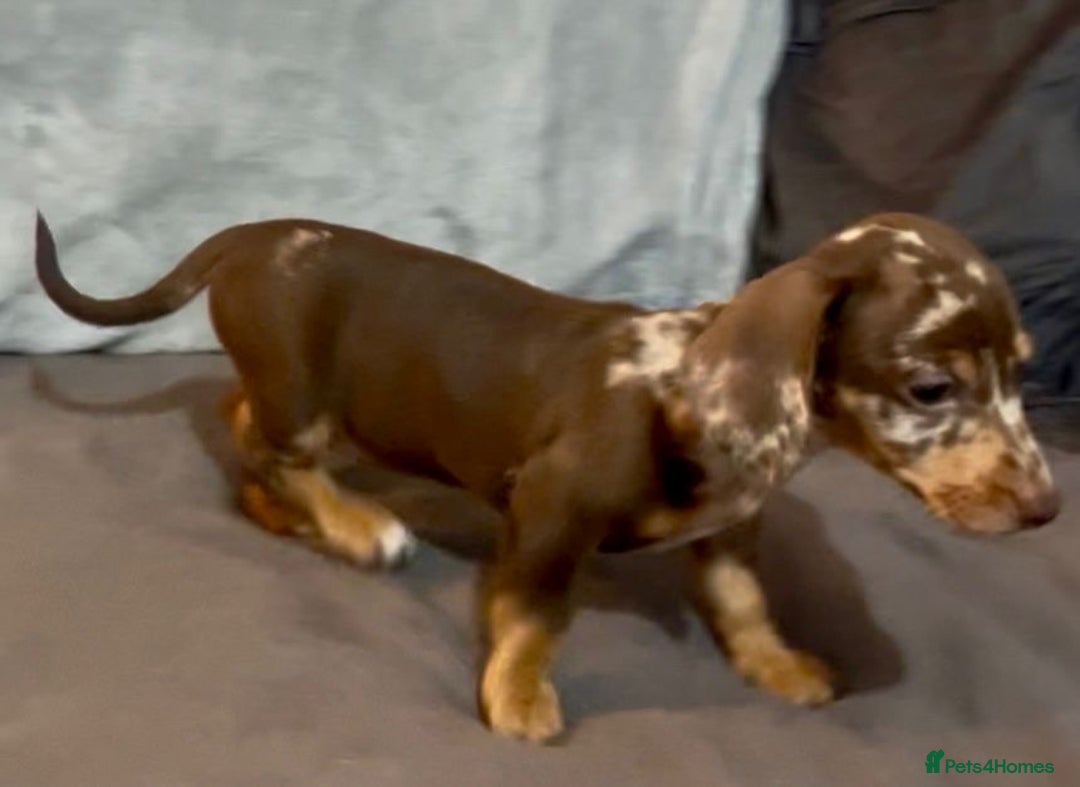 Mixed Breed dogs for sale: Daxijack Puppies Available ❤️💙 - Image 9