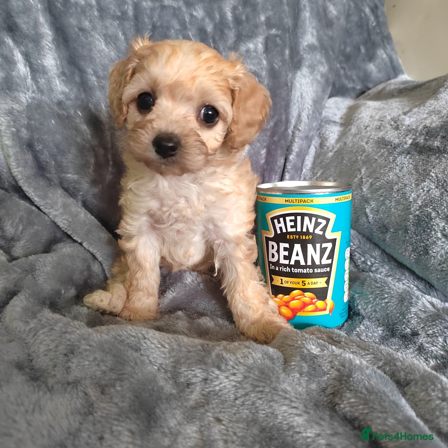 Cavapoo dogs Stunningly gorgeous Cavapoo puppies for sale  - Advert 17