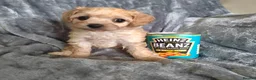 Cavapoo dogs for sale: Stunningly gorgeous Cavapoo puppies for sale  - Advert 6
