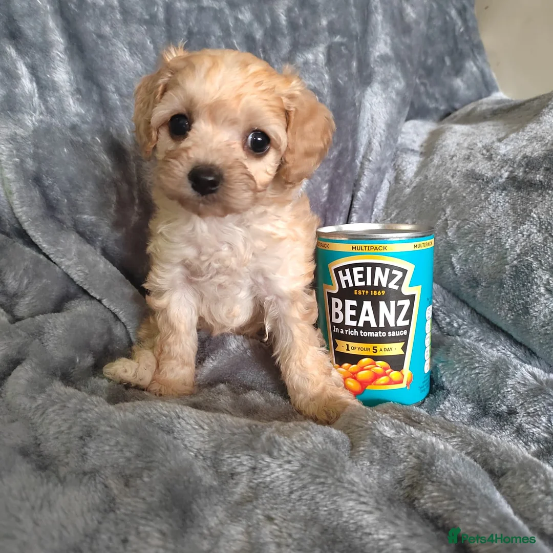 Cavapoo dogs for sale: Stunningly gorgeous Cavapoo puppies for sale  - Advert 1