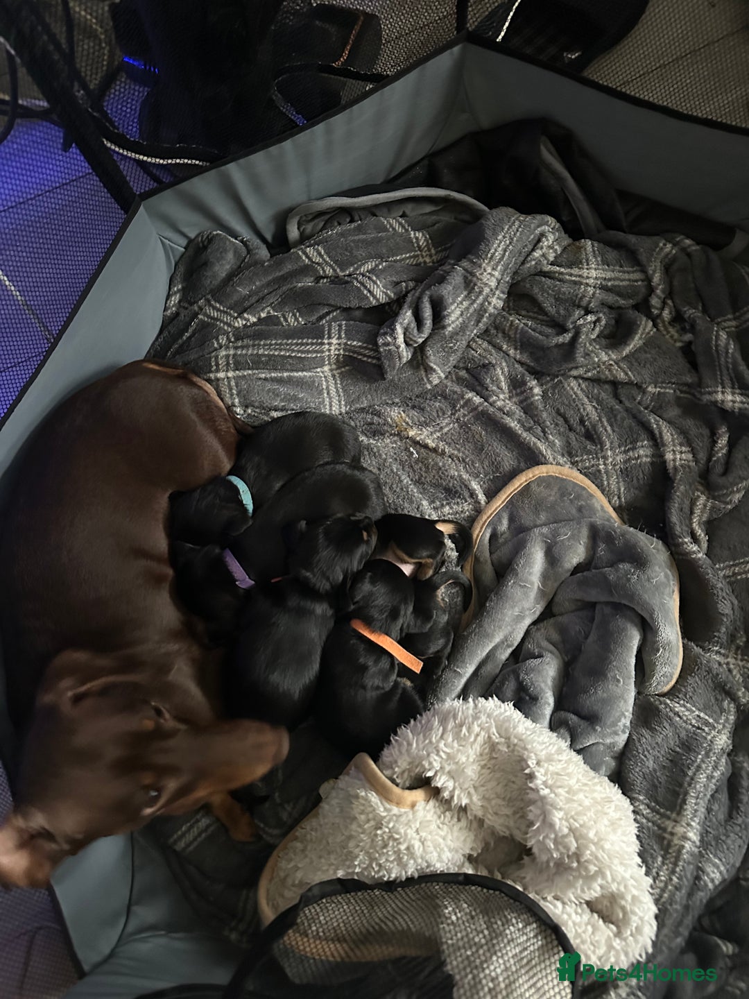 Mixed Breed dogs for sale: Dorkies  - Advert 2