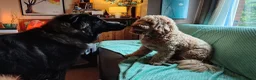 Caucasian Shepherd Dog dogs for sale: ***FERN RESCUE* 1 YR OLD CAUCASIAN SHEPARD in Glasgow - Advert 4