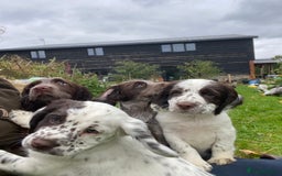 Cocker Spaniel dogs for sale: Beautiful cocker puppies - Image 3