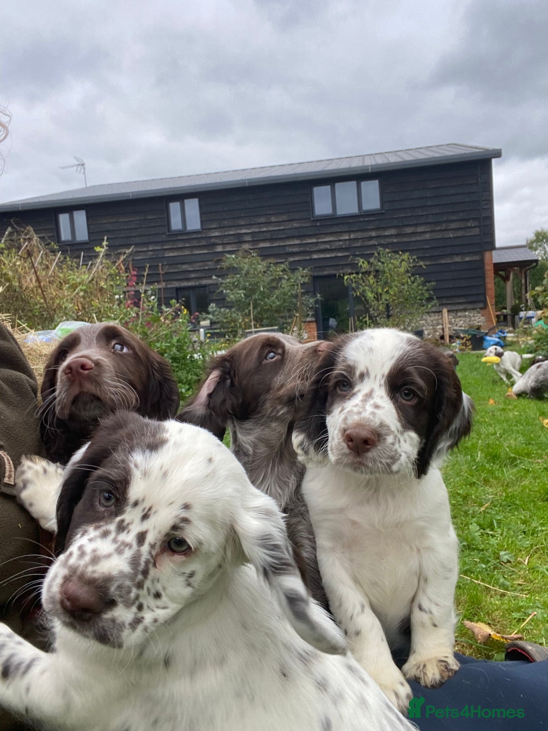 Cocker Spaniel dogs for sale: Beautiful cocker puppies - Image 3