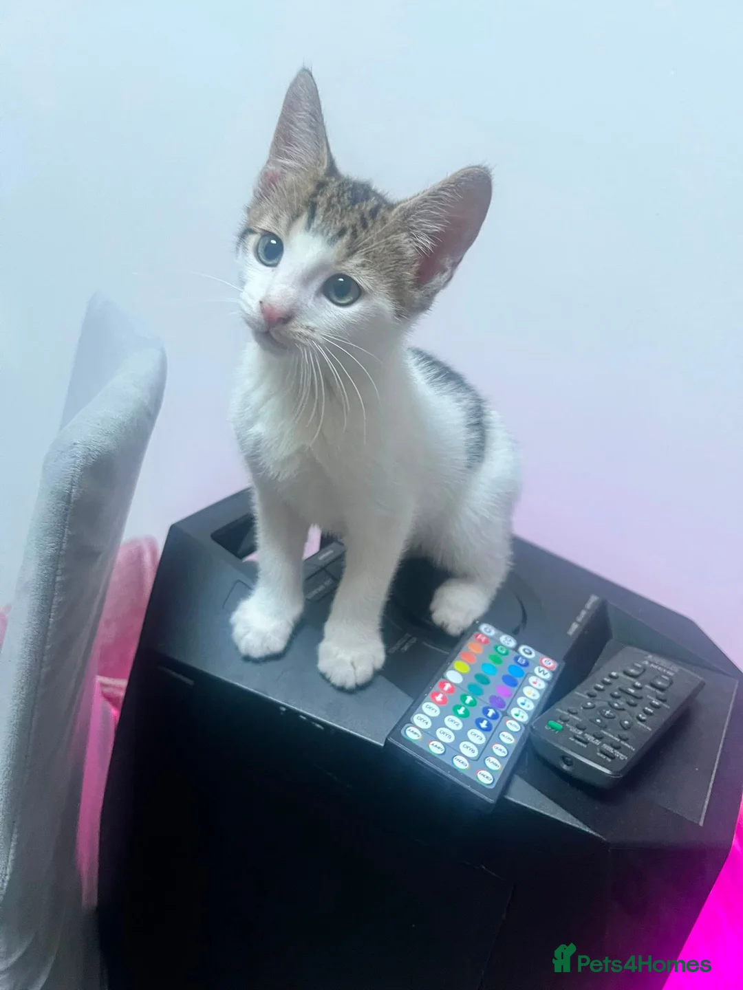 Domestic Shorthair cats for sale: Cute & playable kittens in Greenford - Advert 2