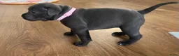 Staffordshire Bull Terrier dogs for sale: Stunning KC registered Staffy puppies 💙💙🩷🩷🩷 - Advert 17