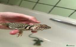 Lizard reptiles for sale: Colored lizards and cage  - Image 6