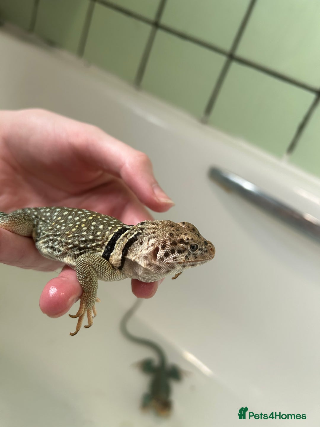 Lizard reptiles for sale: Colored lizards and cage  - Image 6
