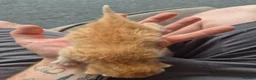 Mixed Breed cats for sale: 2 ginger male kittens in Ipswich - Advert 8