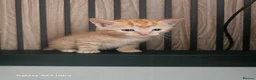 British Shorthair cats for sale: 2 kitens  - Advert 5