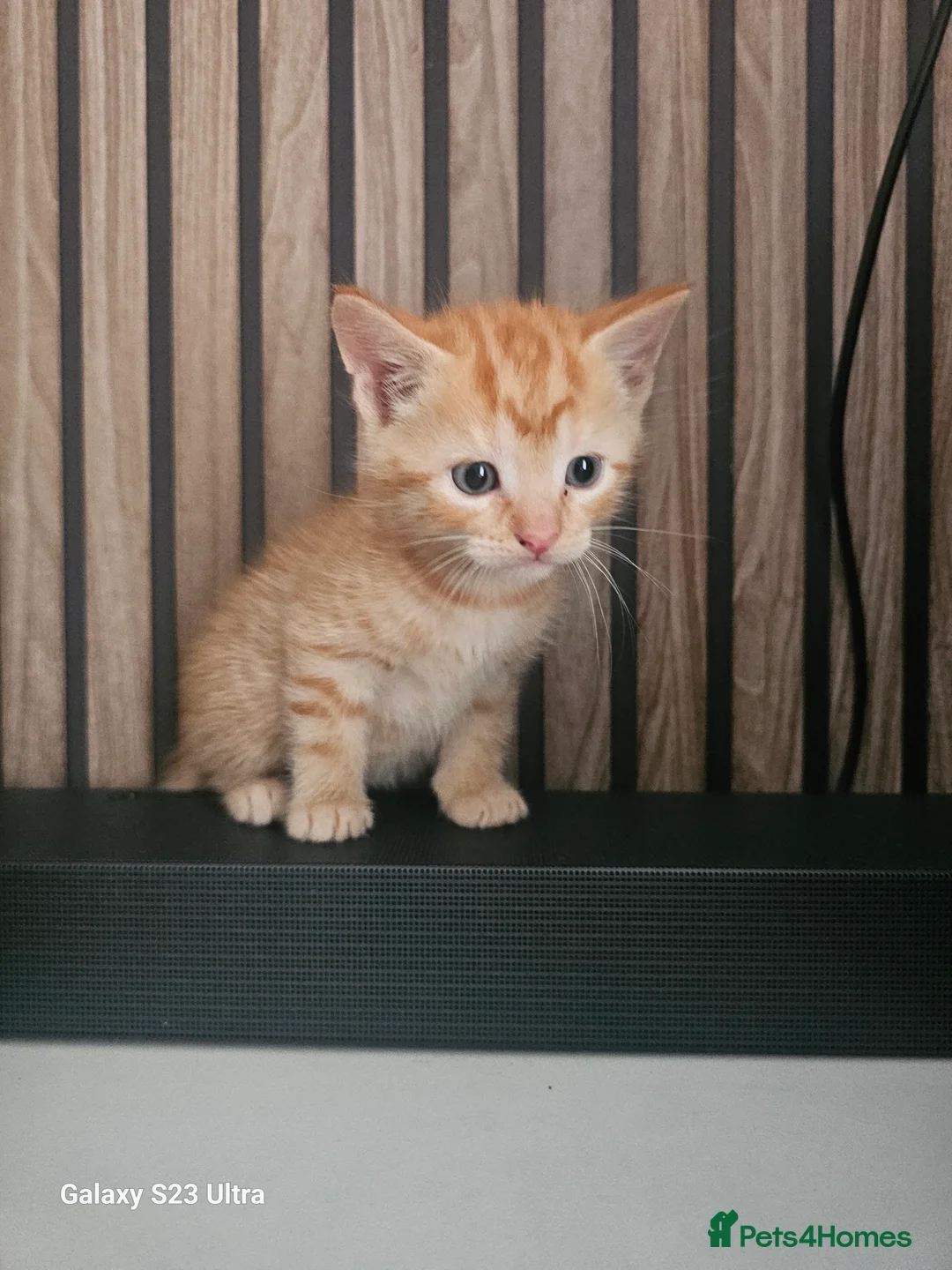 British Shorthair cats for sale: 2 kitens  - Advert 5