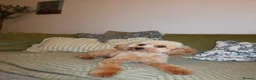 Schnoodle dogs for sale: Gorgeous Schnoodle Puppies 🐾 - Advert 14