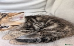 Ragdoll cats for sale: Tabby or black Ragdoll x kittens - Image 22