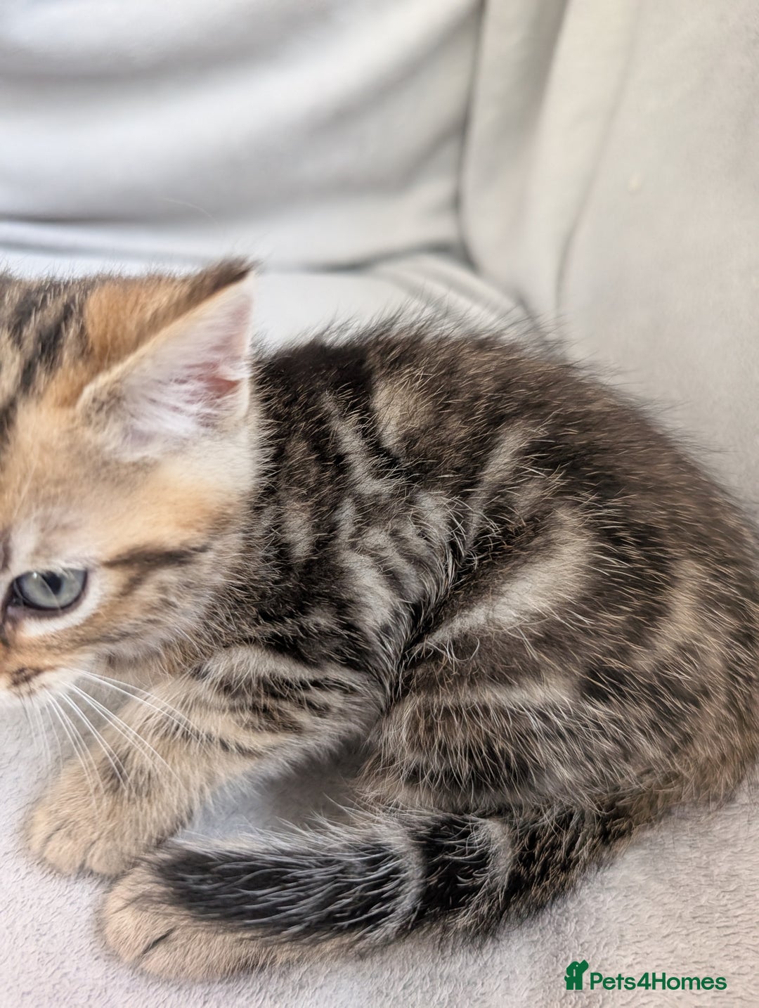 Ragdoll cats for sale: Tabby or black Ragdoll x kittens - Image 22