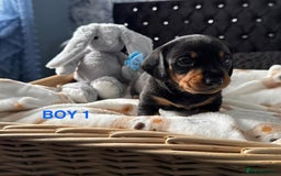 Dachshund dogs for sale: STUNNINGLY,  GORGEOUS DACHSHUND PUPPIES 🐶 😍  - Image 2