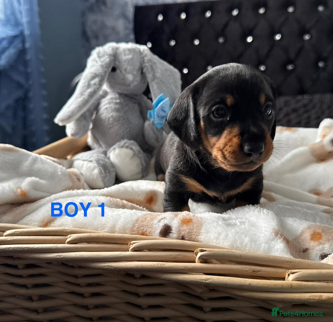 Dachshund dogs for sale: STUNNINGLY,  GORGEOUS DACHSHUND PUPPIES 🐶 😍  - Image 2