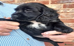 Sprocker dogs for sale: Sprocker puppies ready for new adventures! - Image 7