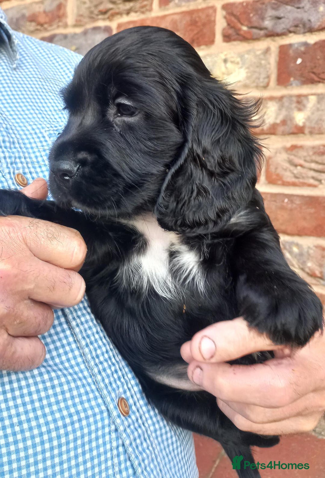 Sprocker dogs for sale: Sprocker puppies ready for new adventures! - Image 7
