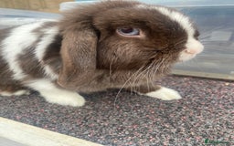 Mini Lop rabbits for sale: Chocolate split doe  - Image 2