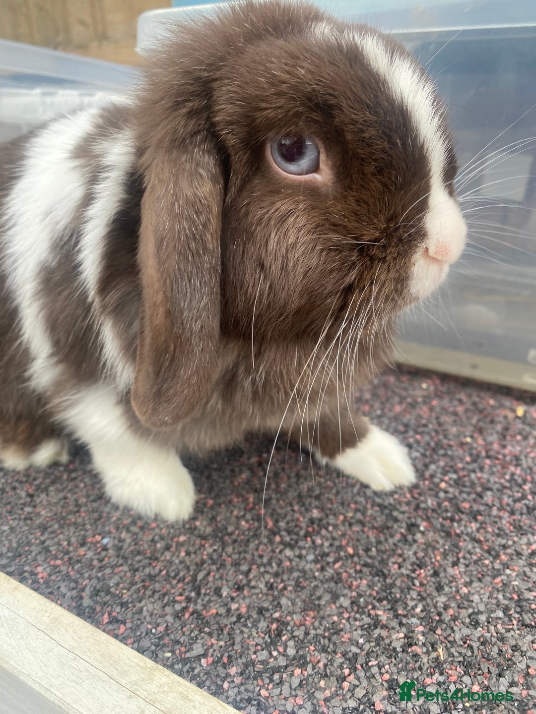 Mini Lop rabbits for sale: Chocolate split doe  - Image 2