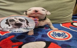 Dalmatian dogs for sale: 6 KC Dalmatian puppies Left - Image 34