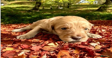 Mixed Breed dogs - Advert 6