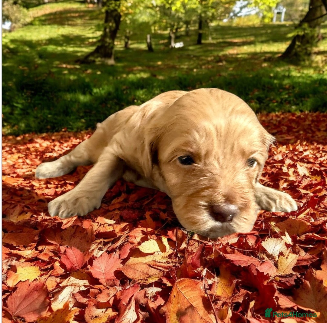 Mixed Breed dogs for sale: Australian Labradoodle Pups. READY 30th October  - Image 2