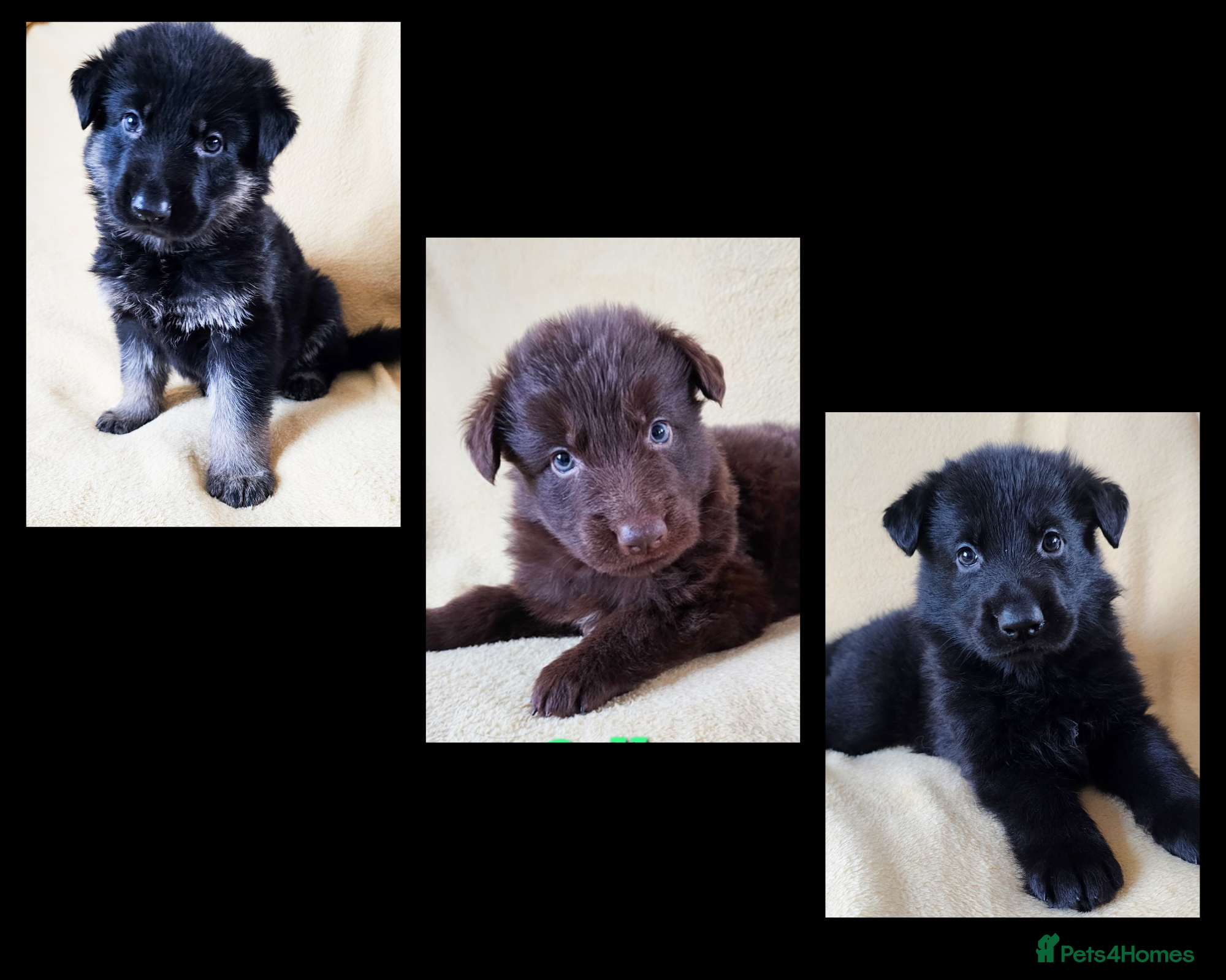 German Shepherd dogs ✴️3 purebred KC registered straight back GSP's✴️ - Advert 6