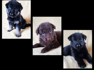 German Shepherd dogs ✴️3 purebred KC registered straight back GSP's✴️ - Advert 16