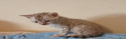 Bengal cats for sale: Family Raised TICA Bengal Kittens - Advert 16