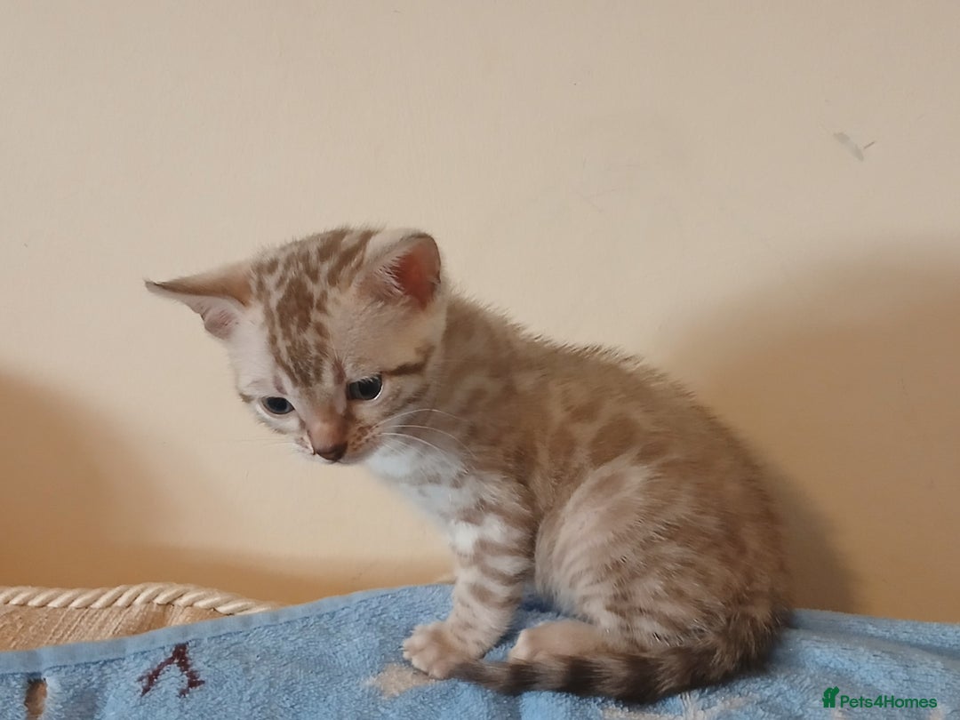 Bengal cats for sale: Family Raised TICA Bengal Kittens - Advert 16