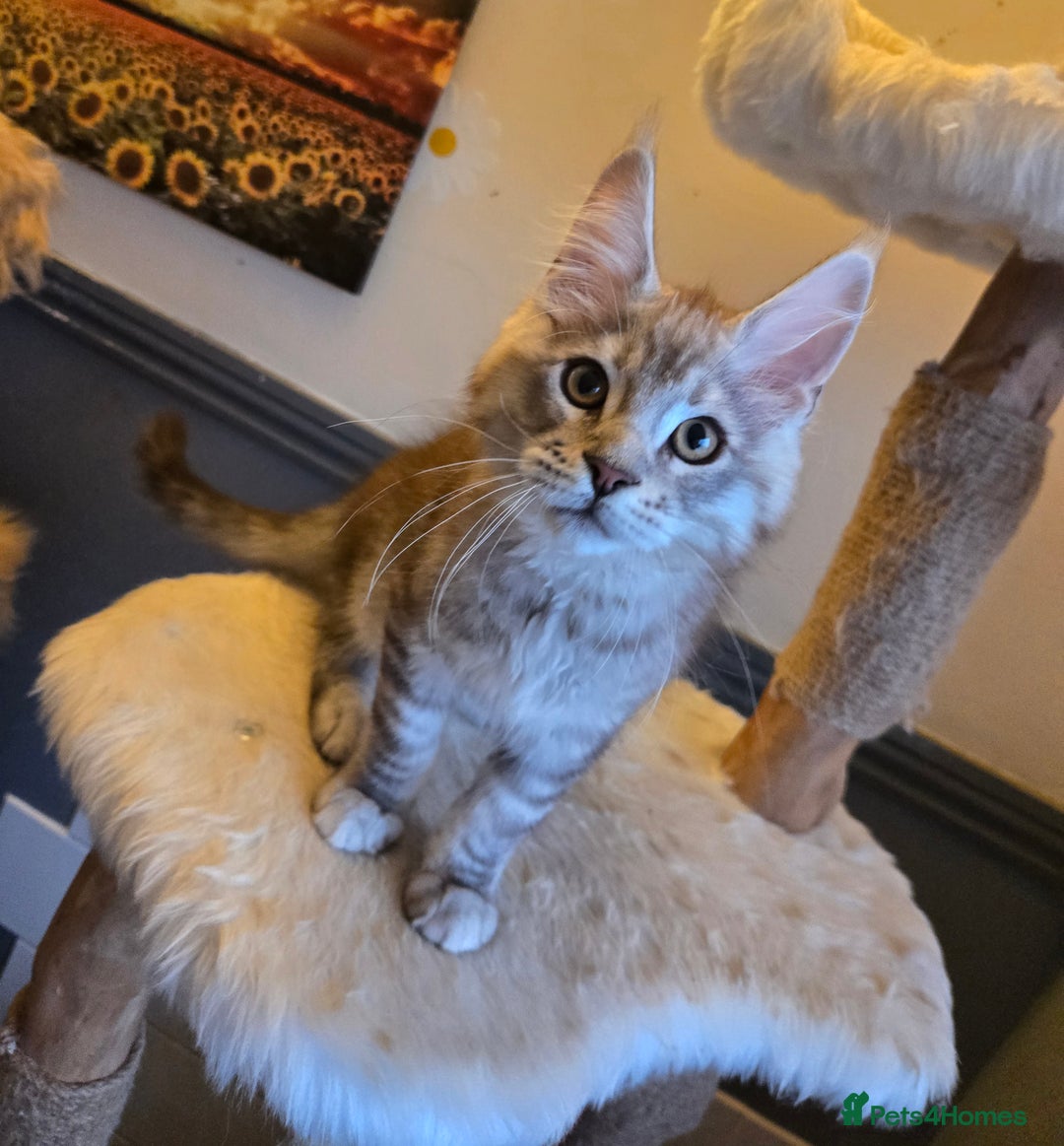 Maine Coon cats for sale: Ready now! Chunky Silver Tabby boy - Advert 4