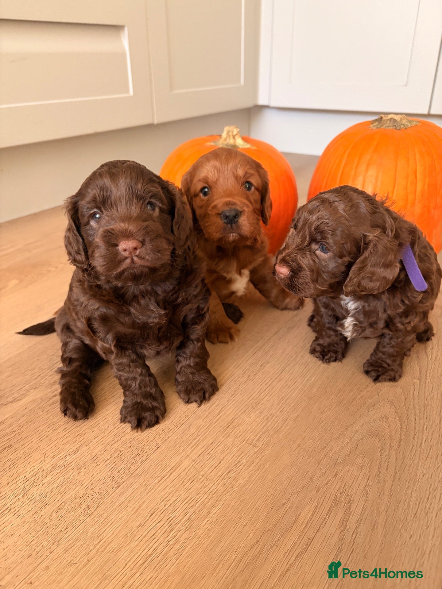 Cockapoo dogs F1B cockapoo puppies - Advert 4