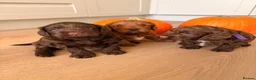 Cockapoo dogs for sale: F1B cockapoo puppies in Kilwinning - Advert 1