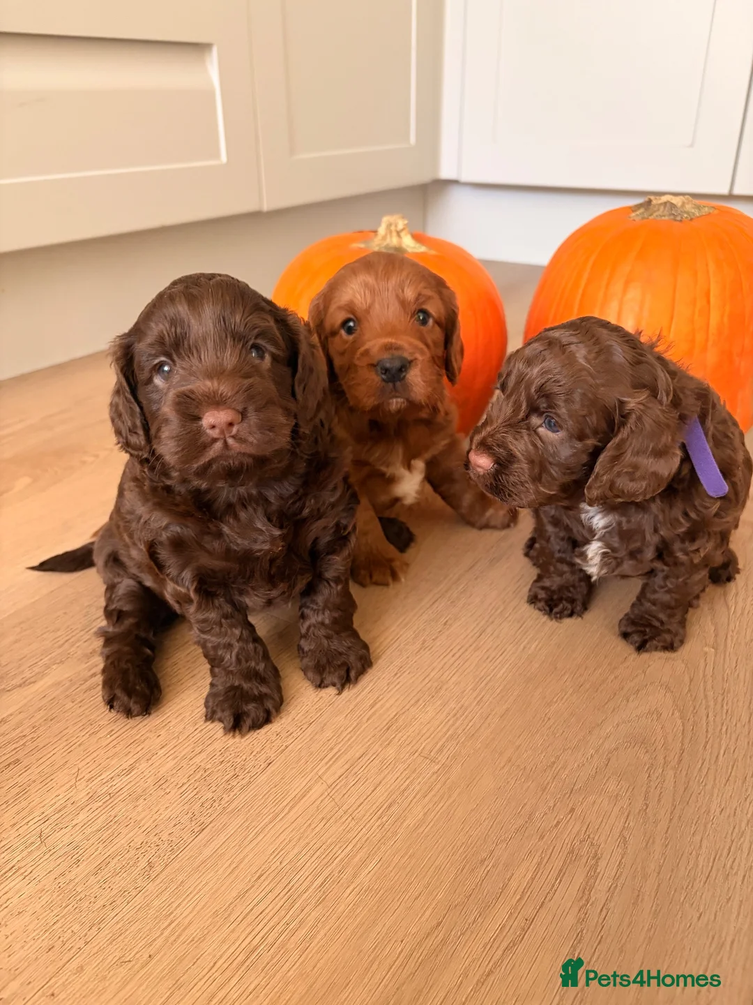 Cockapoo dogs for sale: F1B cockapoo puppies in Kilwinning - Advert 1