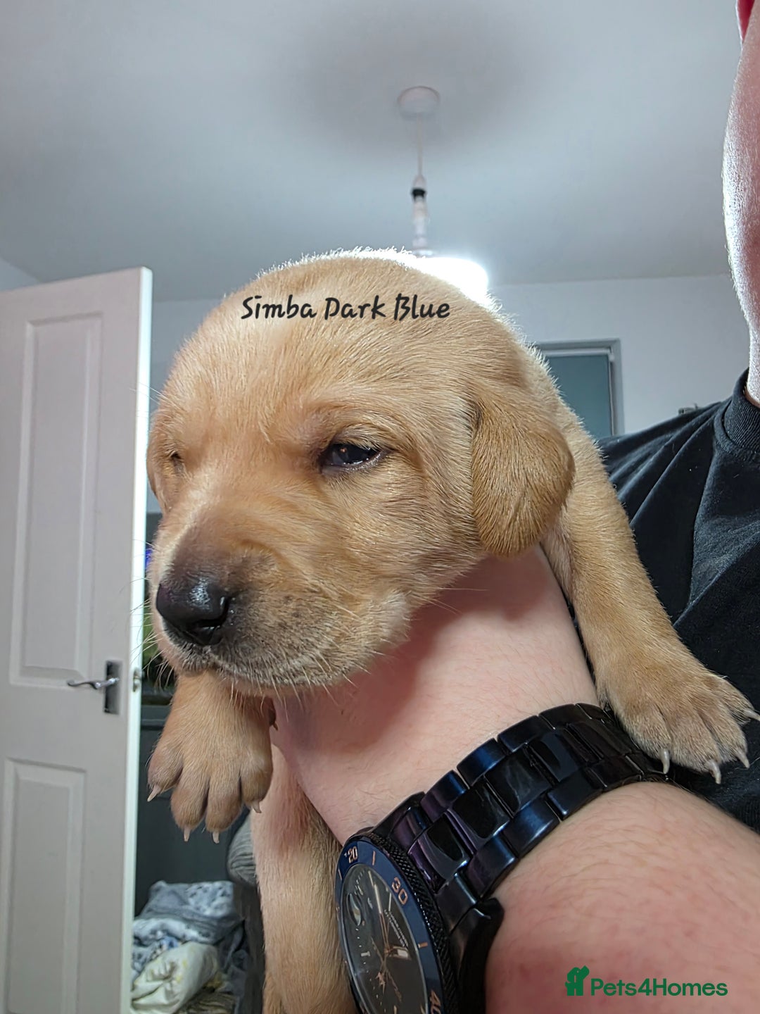 Labrador Retriever dogs for sale: Gorgeous Labrador puppies - Advert 26