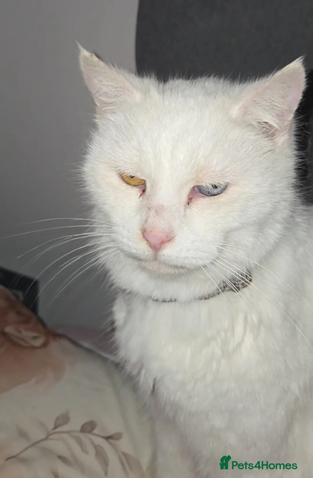 Mixed Breed cats for sale: 9 year old white female - Advert 3