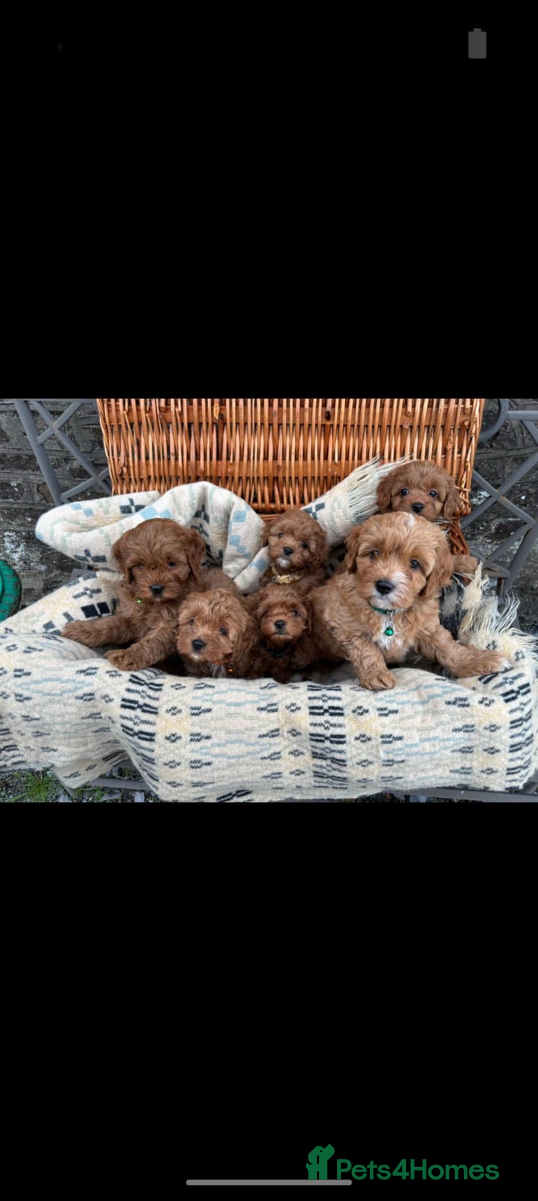 Cockapoo dogs for sale: ❤️ Tiny Deep Red Miniature F1b Cockapoo Pup's  - Image 8
