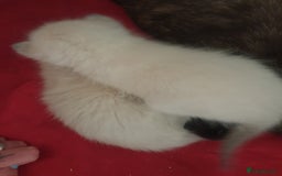 Domestic Shorthair cats for sale: Ghost tabby/ siamese - Image 3