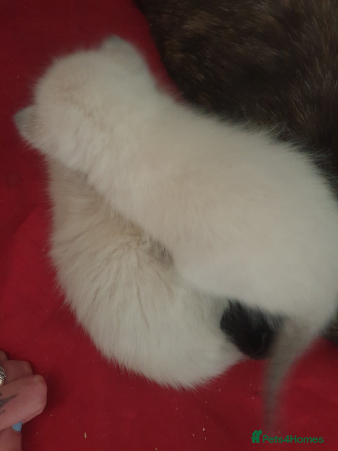 Domestic Shorthair cats for sale: Ghost tabby/ siamese - Image 3
